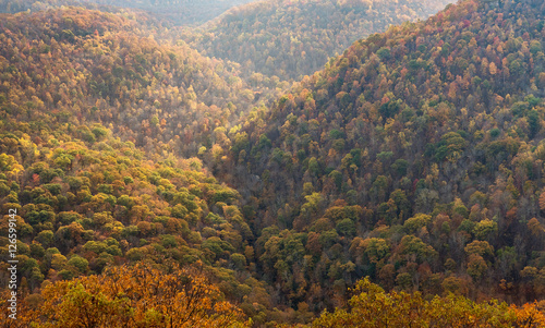 Fall colors in forest at Coopers Rock State Park WV