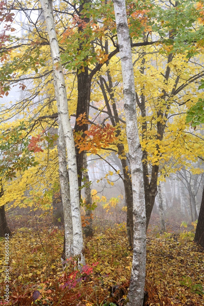 Obraz premium 秋の霧に包まれる色彩豊かな白樺林