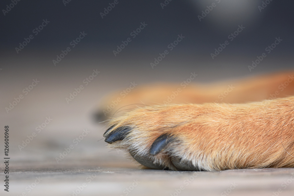 paws of a brown dog