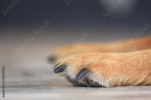 Obraz na płótnie paws of a brown dog w salonie