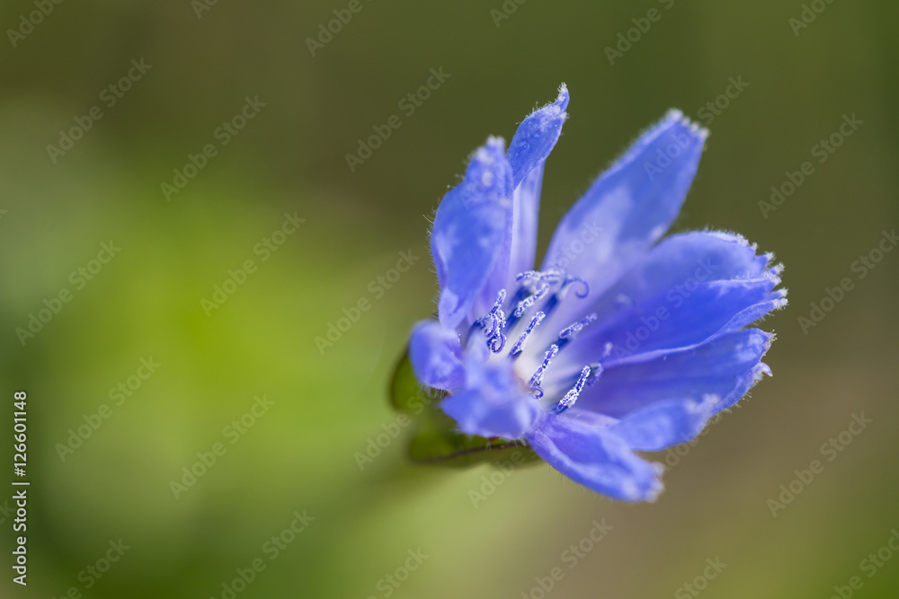 macro of a blue wildflower