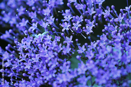 white spider in the middle of a purple flower