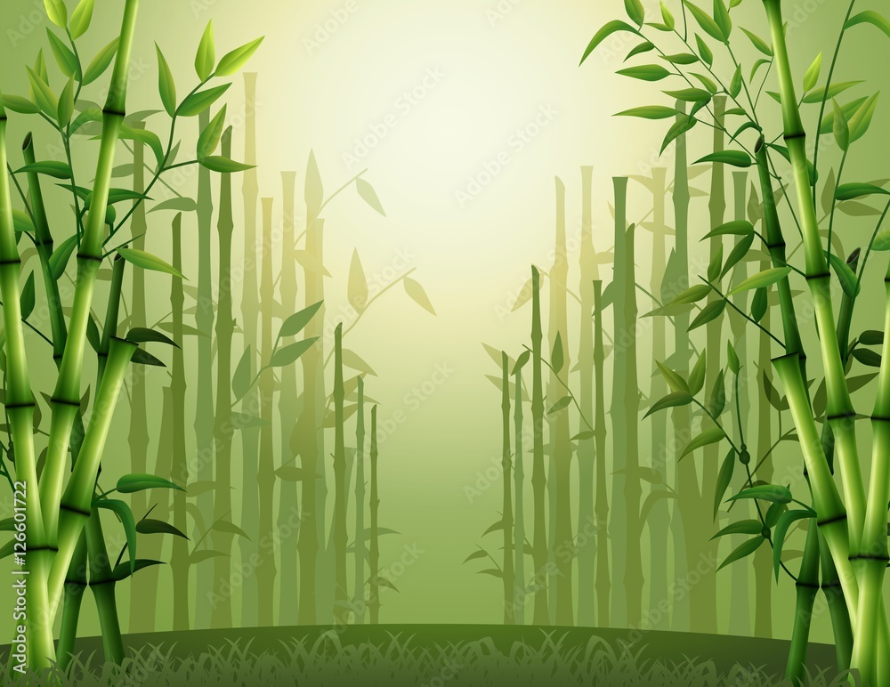 Fototapeta premium Green bamboo trees background inside the forest