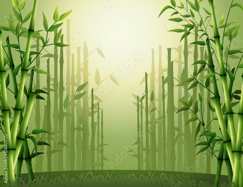 Fototapeta Naklejka Na Ścianę i Meble -  Green bamboo trees background inside the forest