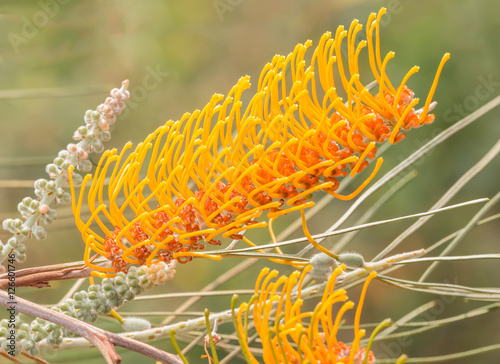 grevillea flower photo