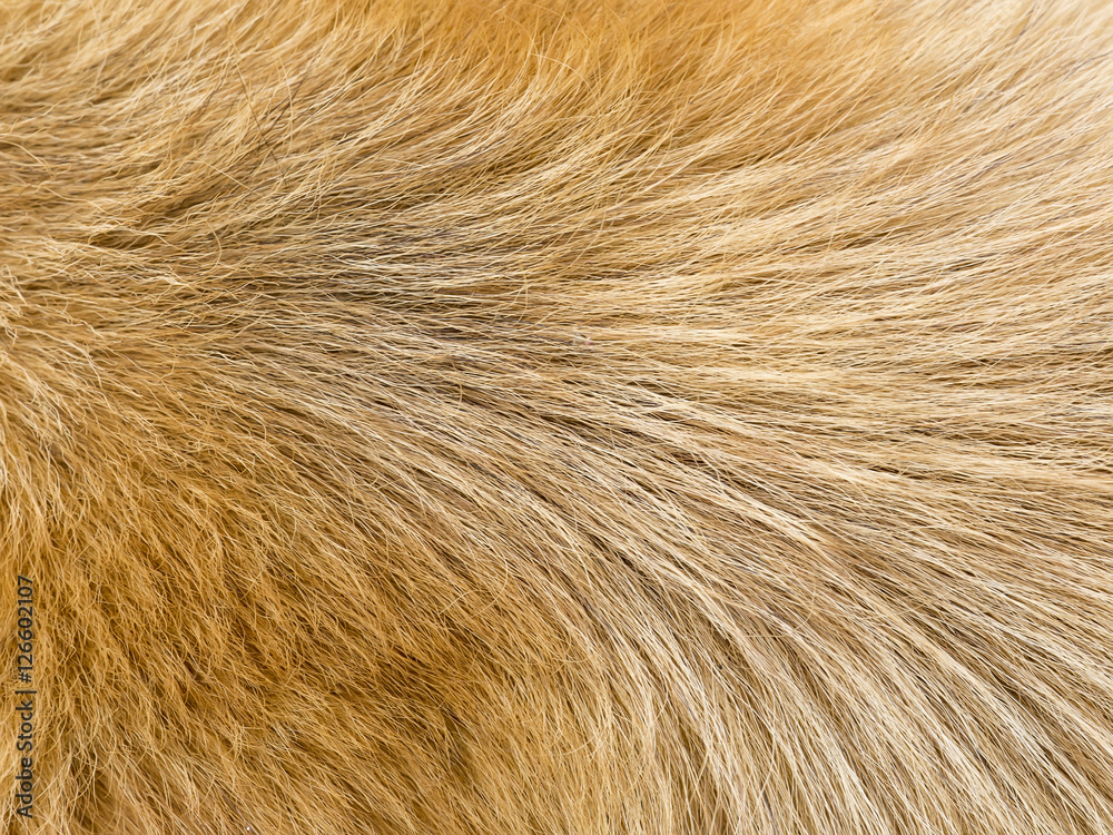 Fototapeta premium Dog fur textures