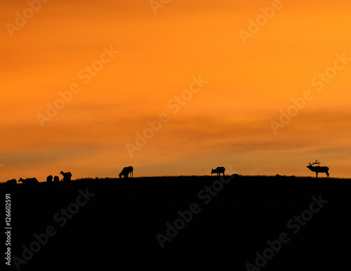 Elk at sunrise