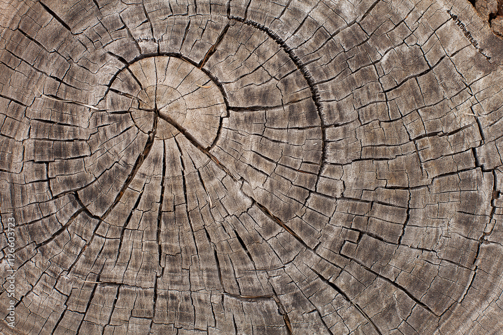 Fototapeta premium Tree trunk growth rings
