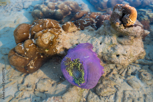 anemone and coral rock under water