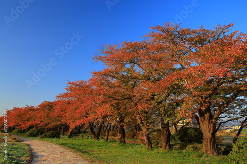 展勝地 桜並木の紅葉
