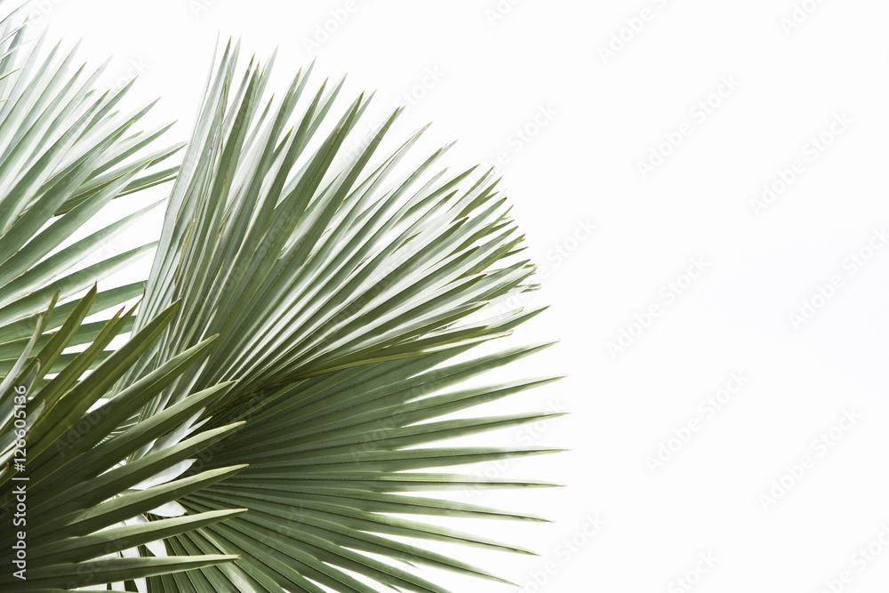 green palm tree with sky as background