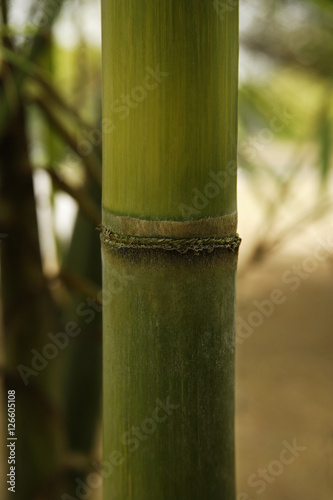 green bamboo shoot closeup
