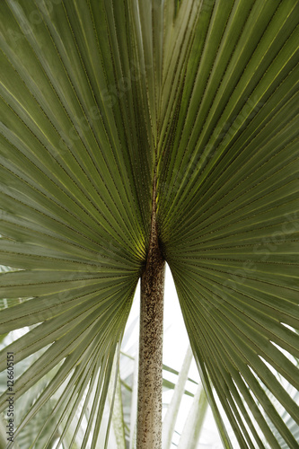 Photography palm tree leaf outspread