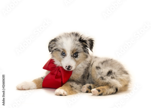 Australian shepherd puppy with red bow © SocialNetworkMD