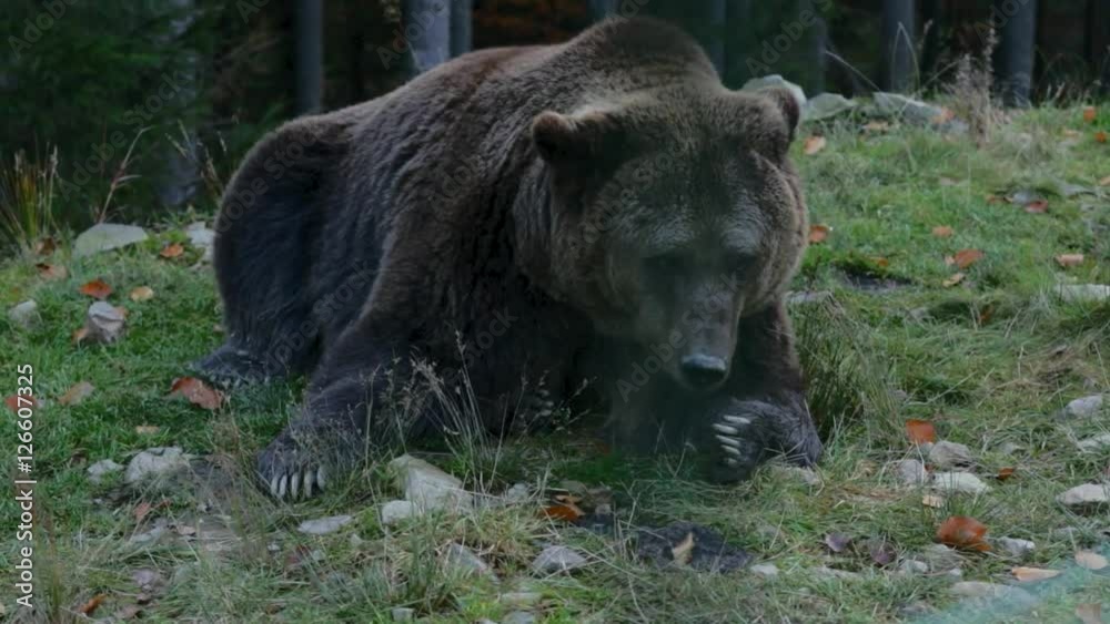 Big brown bear lying on the ground Big brown bear lying on the ground