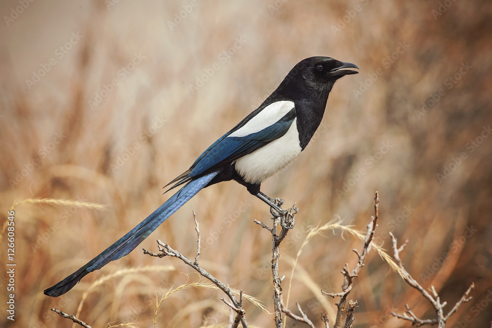 Magpie Bird Magpie Bird