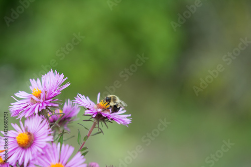 Bee on Flower © Melissamyth