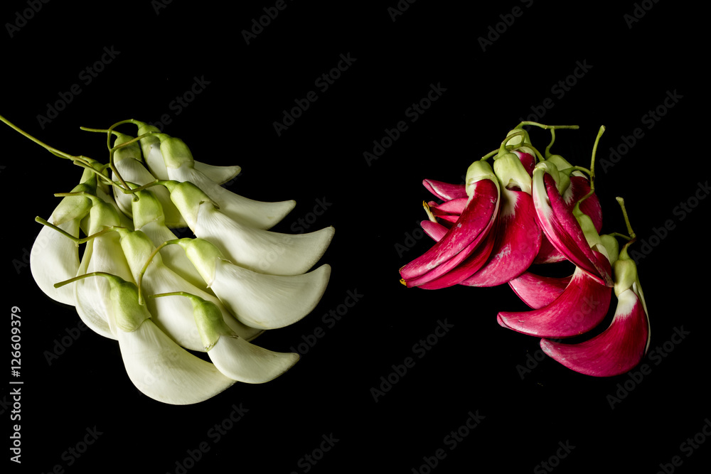 red and white flower.Agati Sesbania grandiflora,Agasta flower,Sesban ...