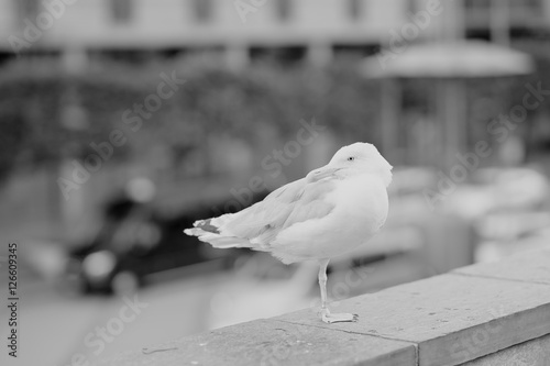 Photography Black and white seagull at Oslo central background