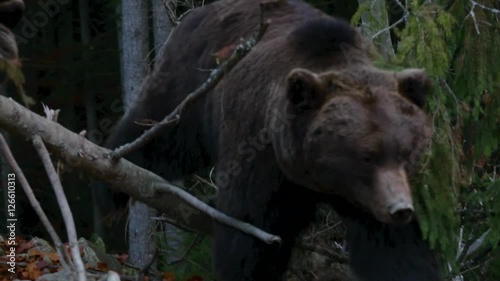 Two large bear walking in the woods