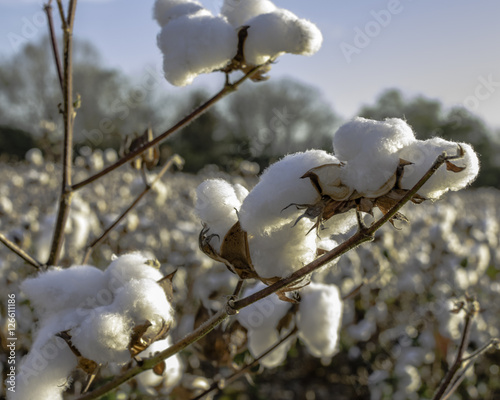 Close up of defoliated cotton plant photo