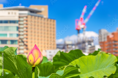 The bud of a lotus flower.Background is the lotus leaf and city scape.  The shooting place is Shinobazunoike in Ueno Park in Ueno  Taito-ku  Tokyo Japan.