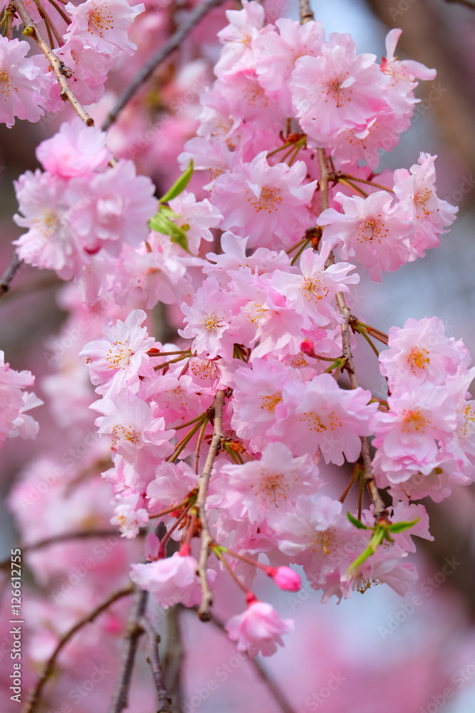 しだれ桜 しだれ桜