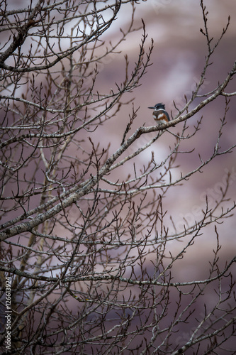 Small Alaskan Kingfisher spending an evening sitting on a Alder Branch. 