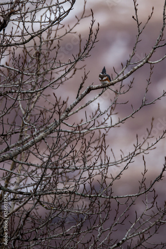 Small Alaskan Kingfisher spending an evening sitting on a Alder Branch. 
