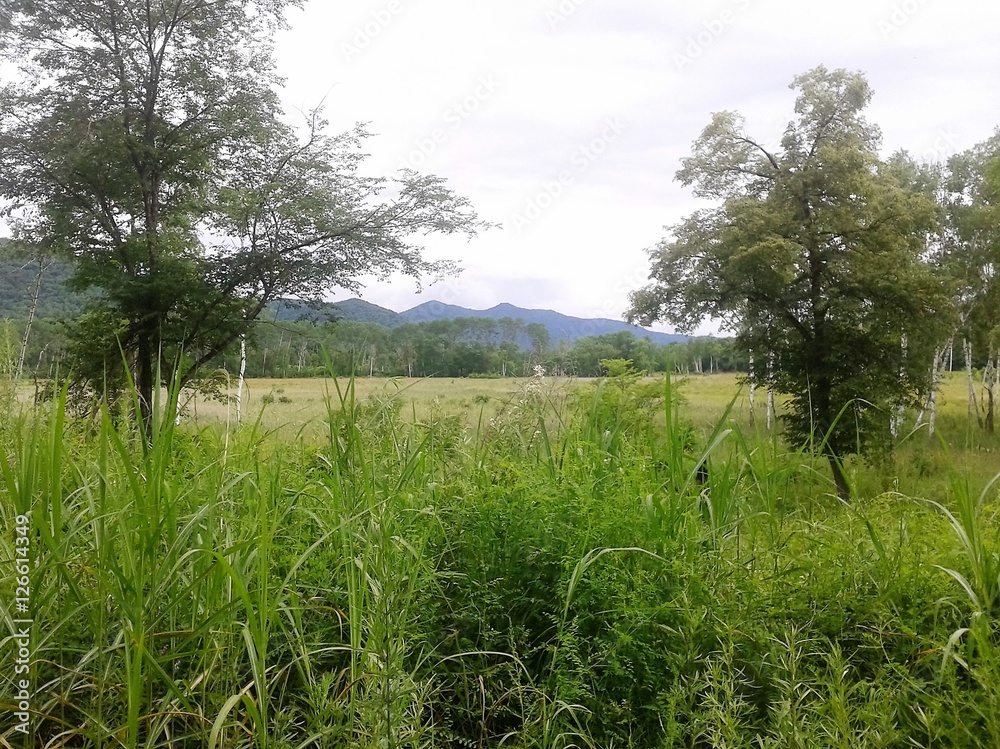 Fototapeta premium природа