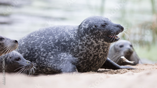 Seal being fed
