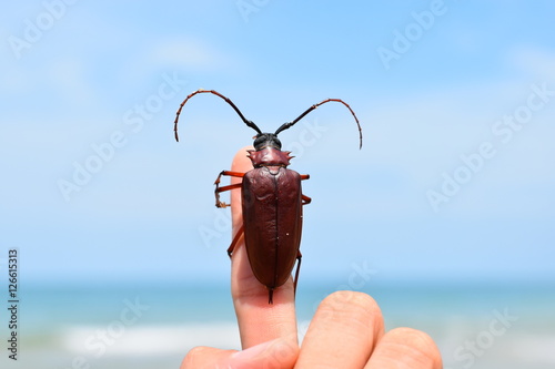 Wing Hard Brown Insect, beetles, long antennae.