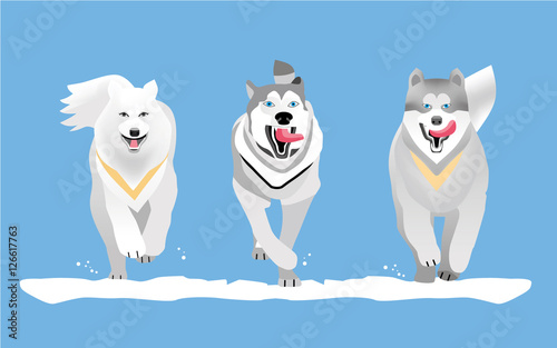 Racing with dogs. Flat. Dog breed husky and Malamute