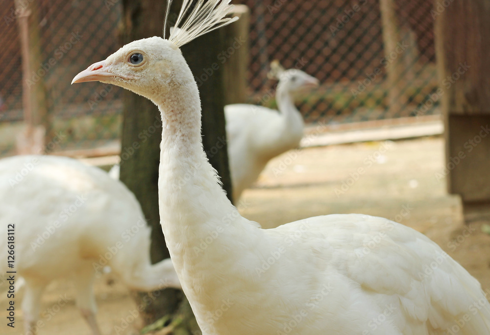 White Peacock White Peacock