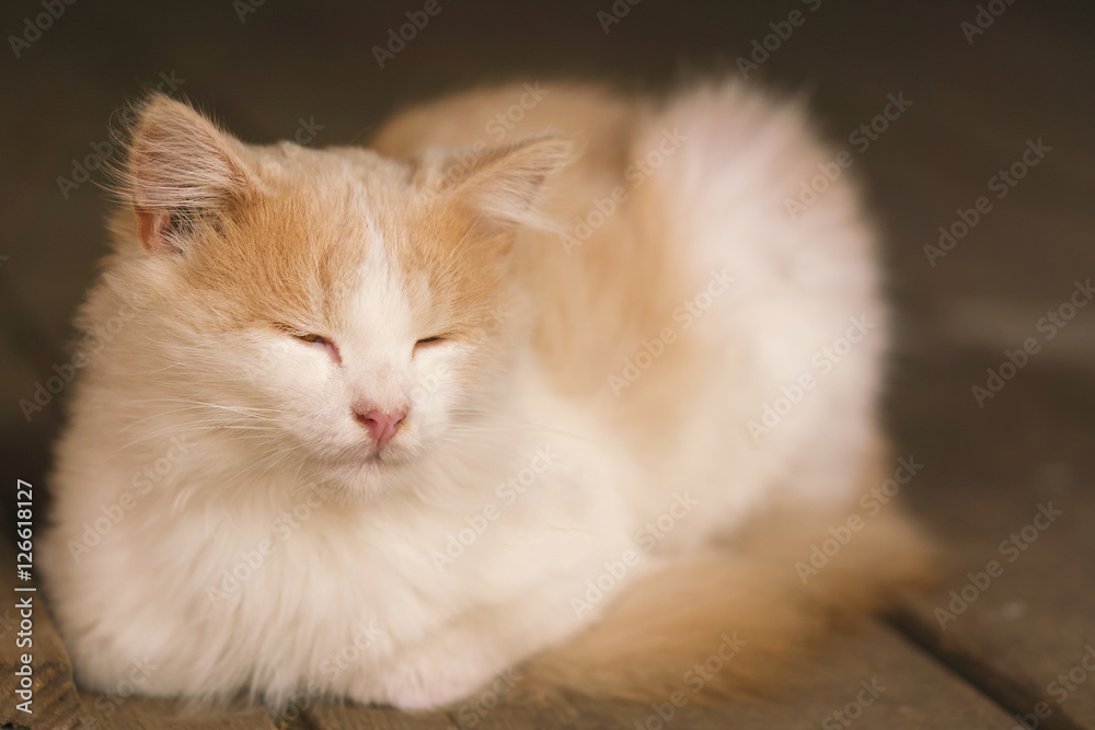 Sleeping white and red fluffy  cat