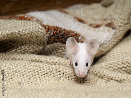 White mouse with black eyes peeking out from a warm knitted sweater
