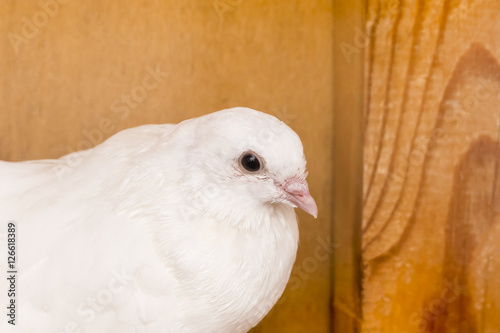 White dove on the wooden background. Head close-up