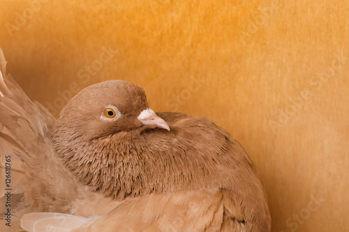 Beautiful brown pigeon on a wooden background