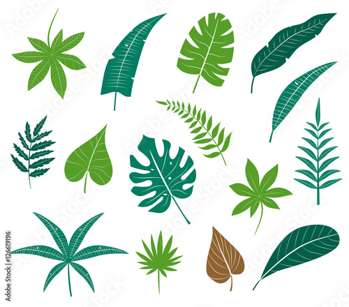 Tropical leaves collection.