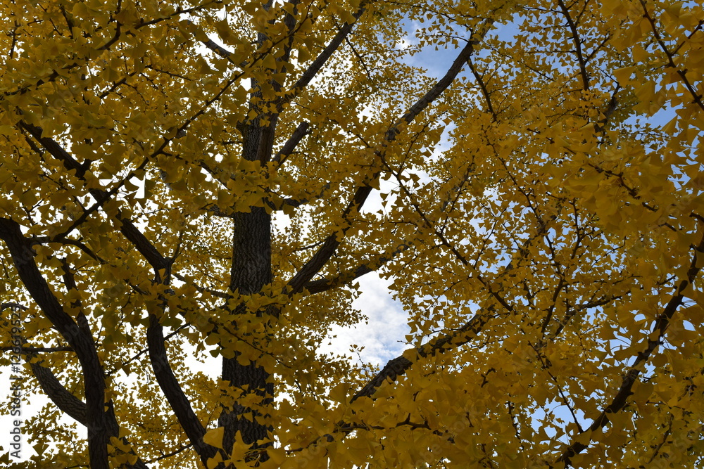 Obraz premium イチョウの木
