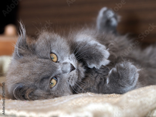 Fotografie Cute gray fluffy kitten with yellow eyes