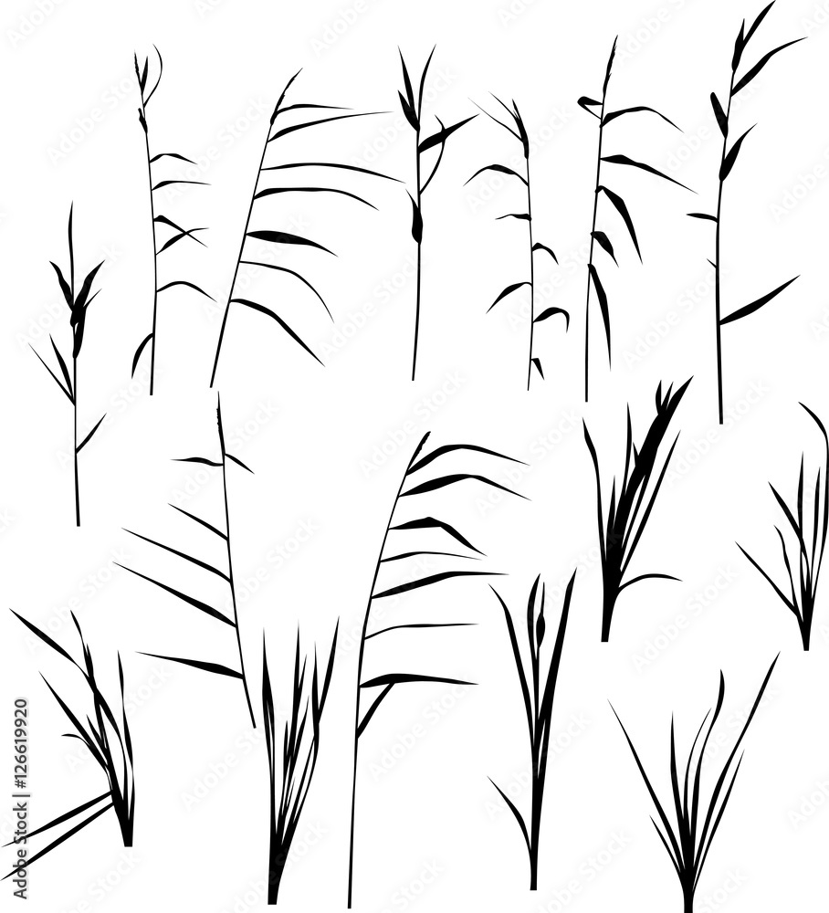 set of fifteen reed silhouettes isolated on white - obrazy, fototapety, plakaty 