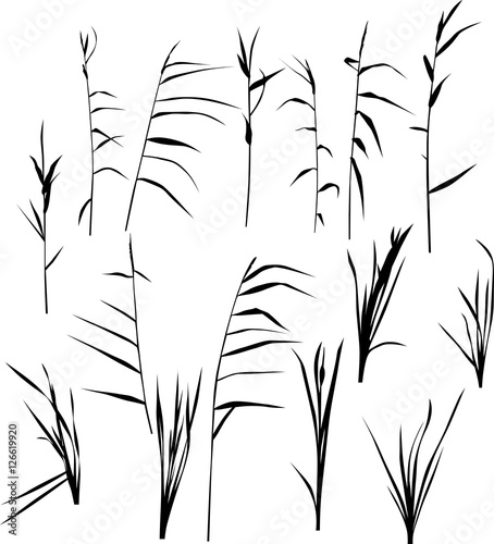 set of fifteen reed silhouettes isolated on white