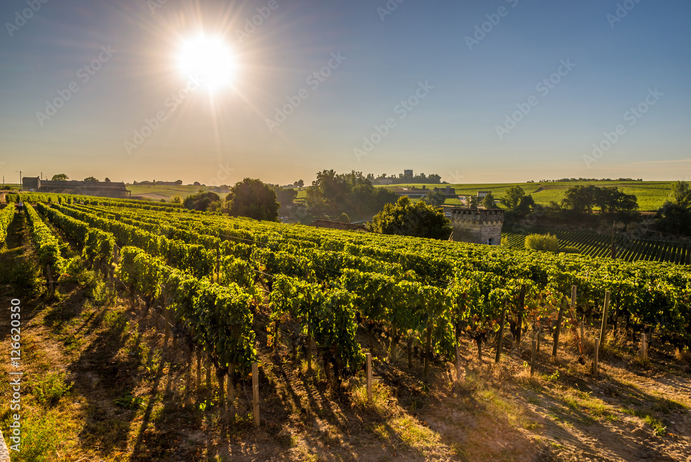 Morning view at wineyards of Saint Emilion - France