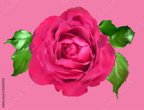 bright rose isolated on pink background