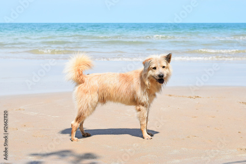 Happy dog playing at the beach