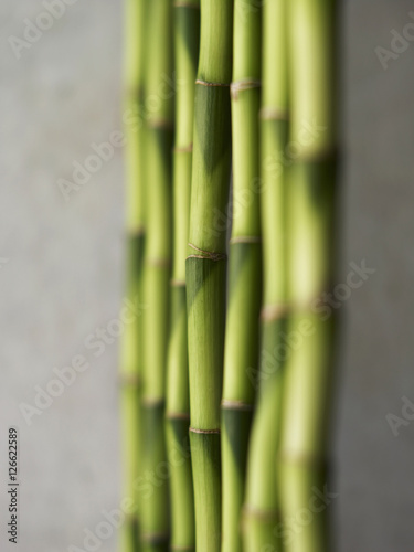 green bamboo stalks