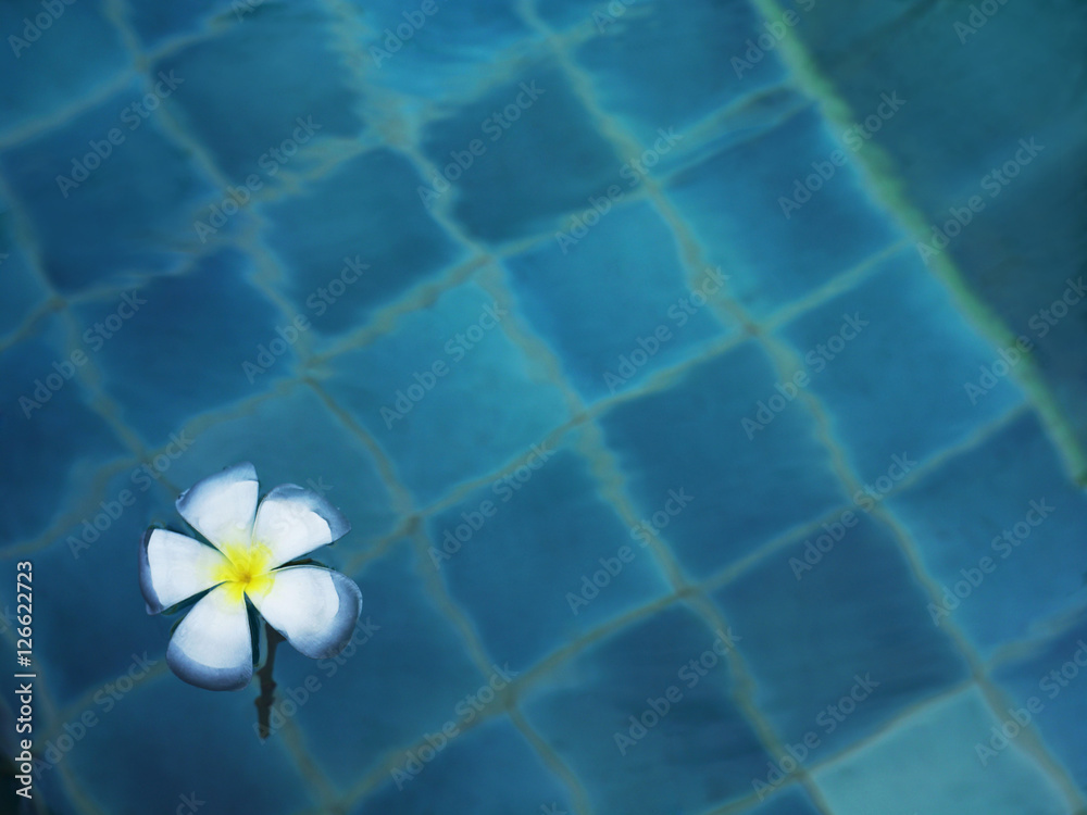 single frangipani flower floating in water single frangipani flower floating in water