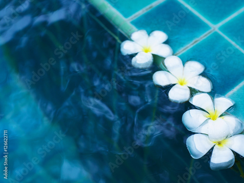 row frangipani flowers floating on water