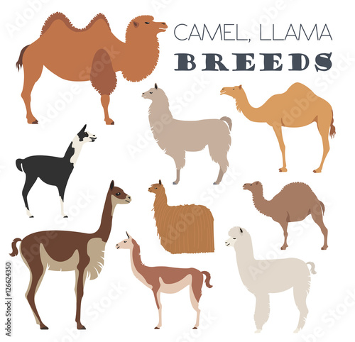 Camel  llama  guanaco  alpaca breeds icon set. Animal farming
